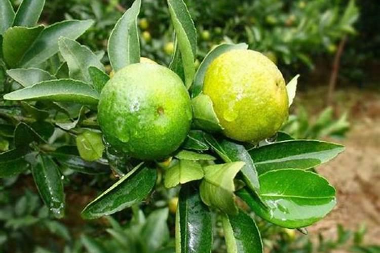 南丰蜜桔什么时候下钾肥好？