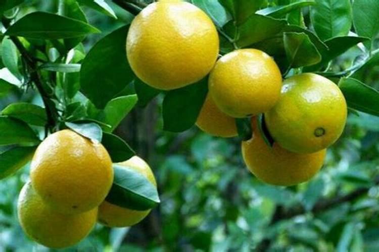 贡柑种植前如何施底肥