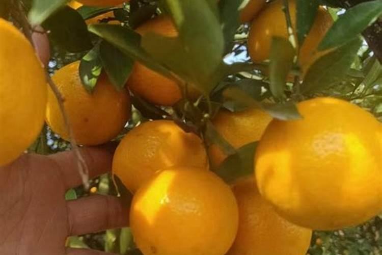 皇妃贡柑的肥水管理