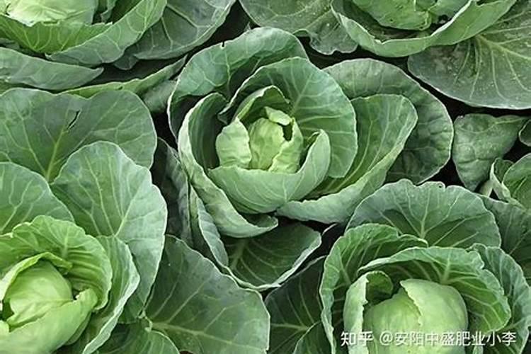 卷心菜怎么施肥