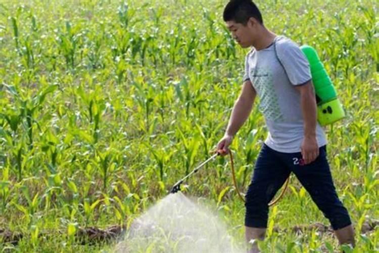 蔬菜上怎样施用农药更安全