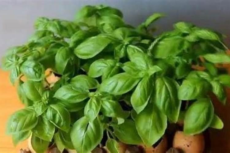 大豆油能浇花吗？