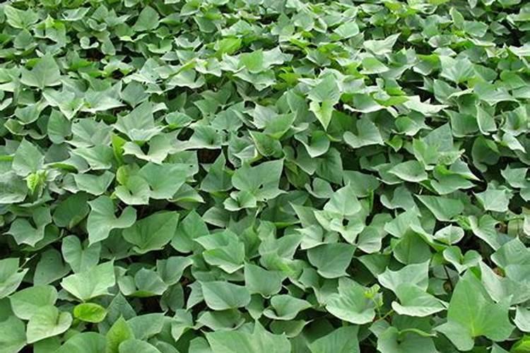 苯醚甲环唑 糖醇钙 芸苔素 噻虫嗪 磷酸二氢钾混用吗