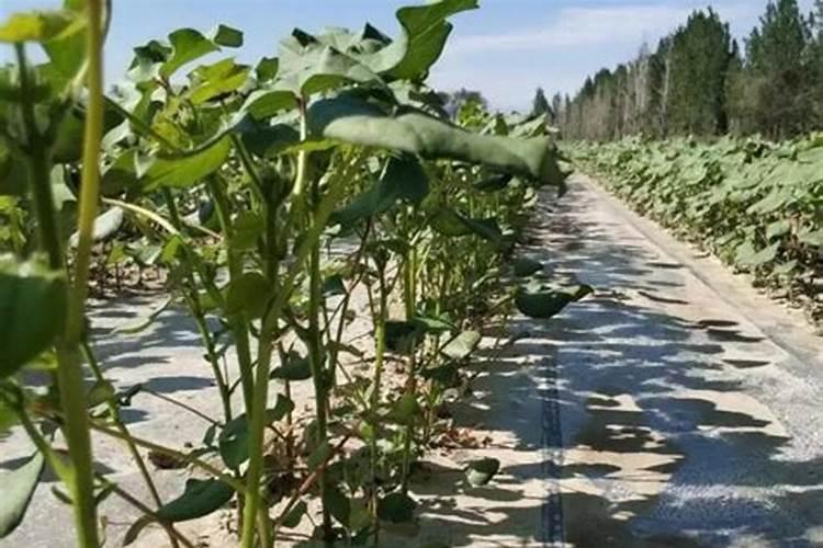 硼肥的最佳使用时期 硼肥的最佳使用是什么时候