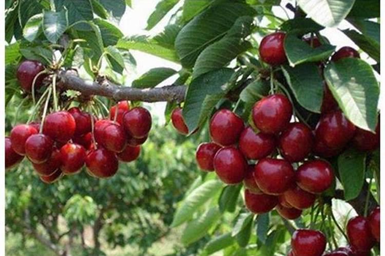 矿源黄腐酸钾使用的禁忌