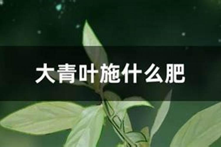 花使什么肥料叶子大(花卉用什么叶面肥)