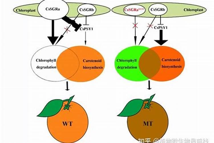 柑橘施肥原则是怎样的？？