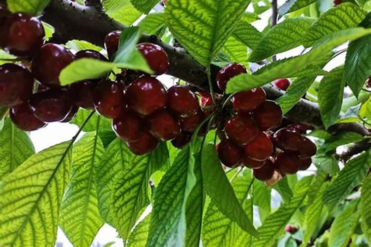 郯城义泽生物质颗粒有限公司怎么样？