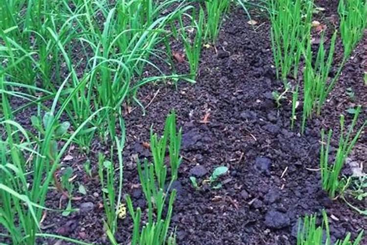 磷酸二铵对韭菜有什么作用？