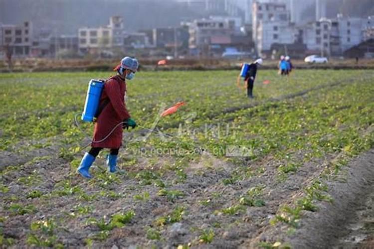 水稻后期施什么肥最好