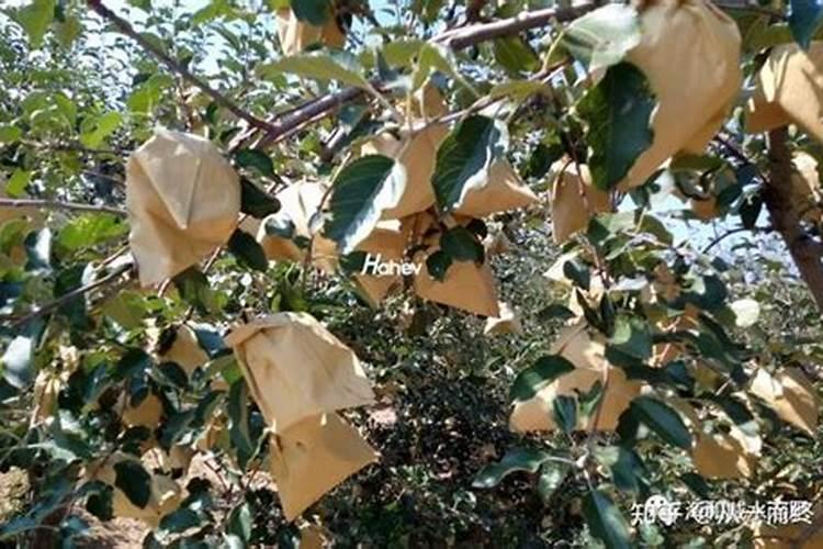 如何把茶叶做成肥料卖 怎么把茶叶做成肥料卖