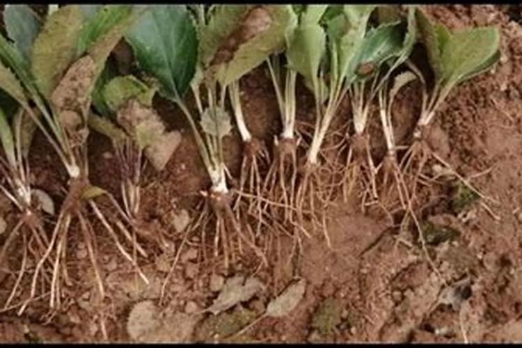 钙镁磷肥怎样用效果好 钙镁磷肥使用注意事项有哪些