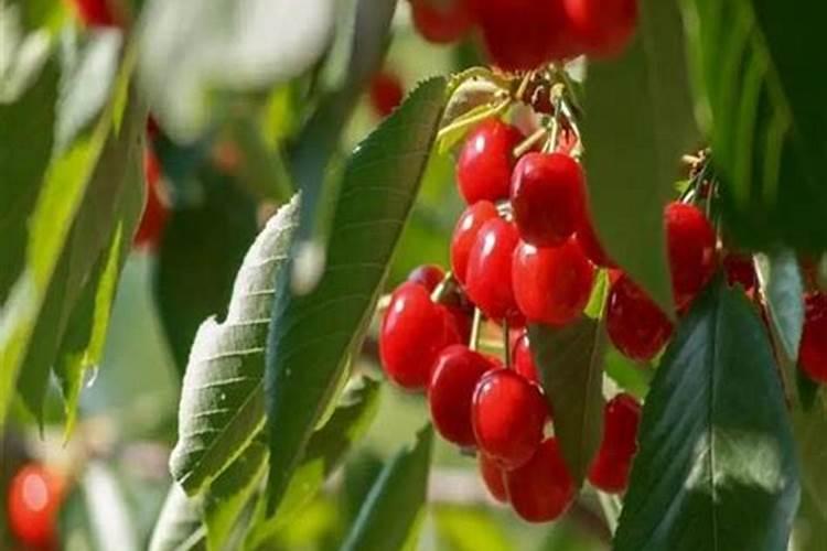 桂花树要怎么养才开花桂花树要如何养才开花