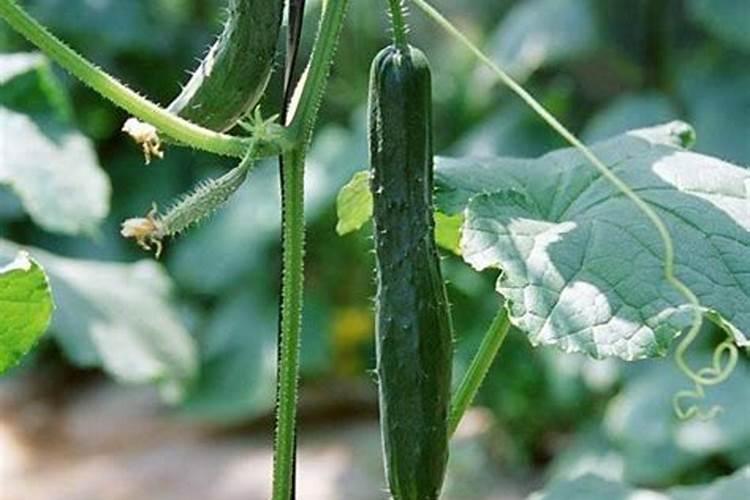 黄瓜描什么肥料使秧子叶又黑又壮