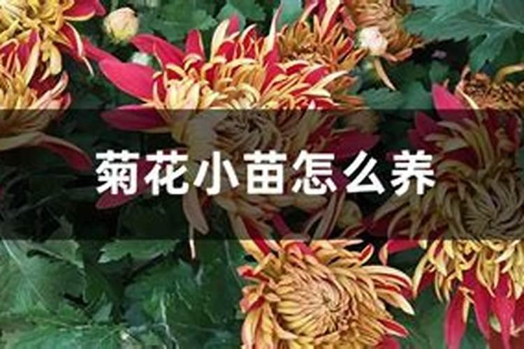 什么花用中微量元素肥