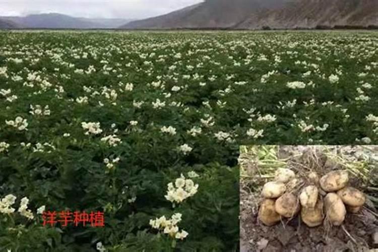 洋芋用920浸泡后可以马上栽培吗？