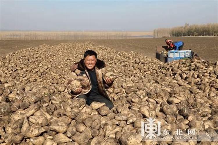 怎样根据甜菜需肥特点进行施肥？