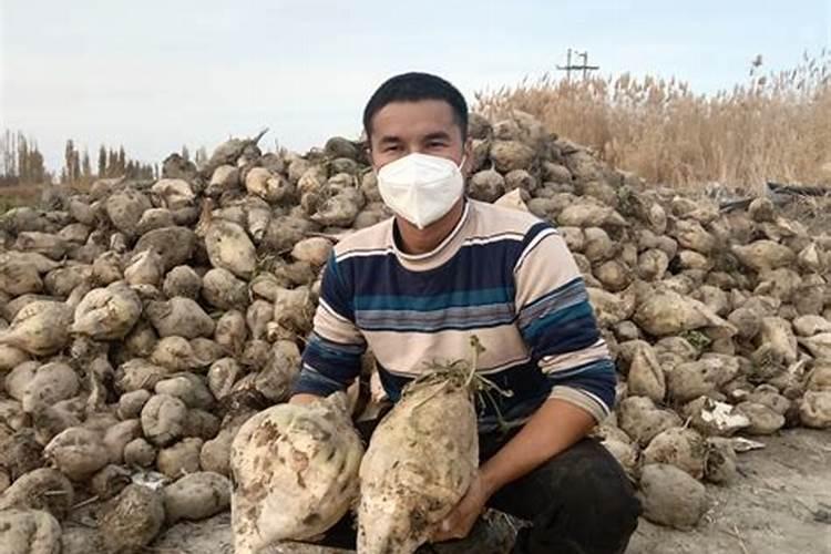 甜菜的种植怎么施肥？