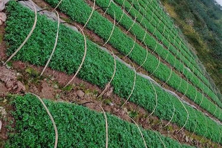 亚硝酸钠是致癌物质那为什么火腿肠还可以在市场上销售？