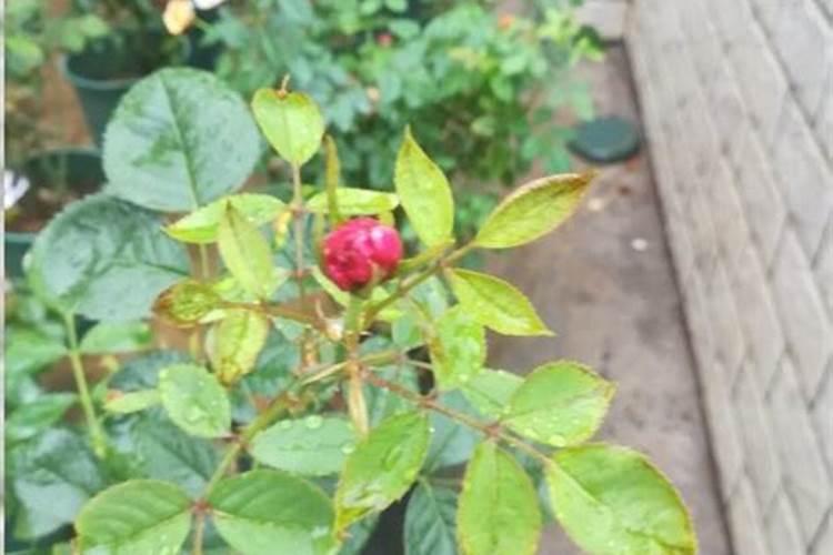 饼肥是氮肥还是钾肥