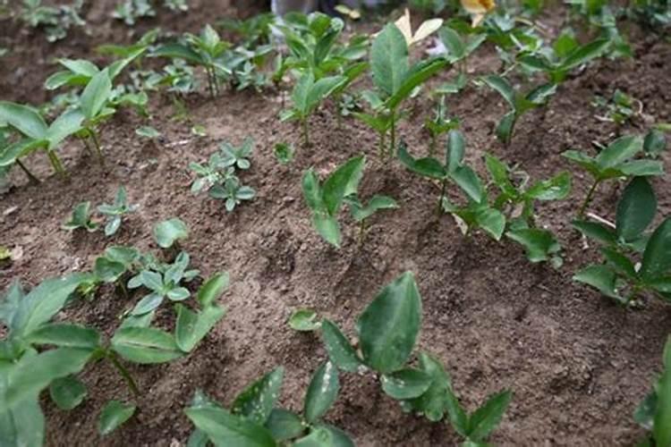 种植半夏用什么肥料最好