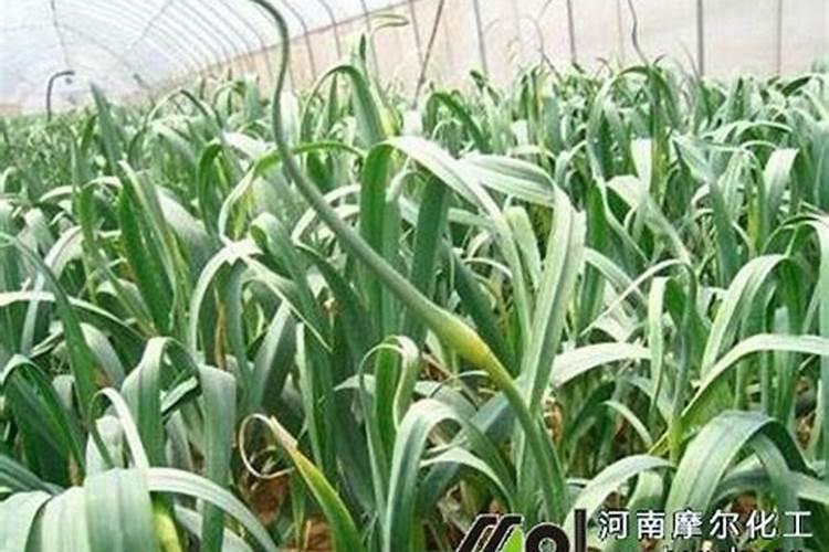 养绿萝用什么肥料