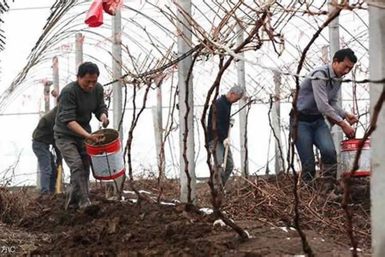 樱桃施肥过多导致樱桃树坏了如何解决