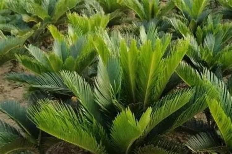 尿素等化肥的折纯数是如何计算的？