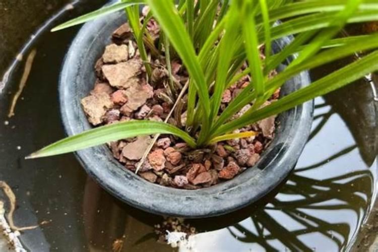 兰花叶面肥可以喷新苗吗？