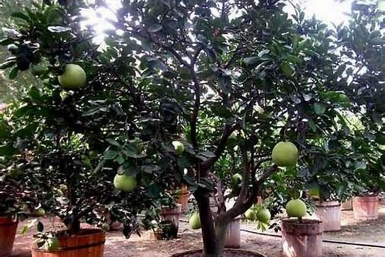 百香果叶子发黄萎缩要用什么药