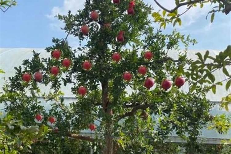 石榴树冬天怎么养护