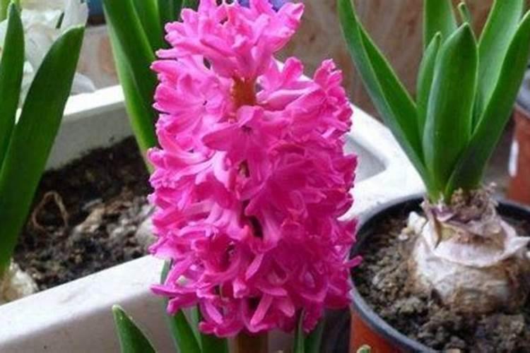 大棚草莓用什么肥料好？教你一个好方法,草莓果子长得大又甜