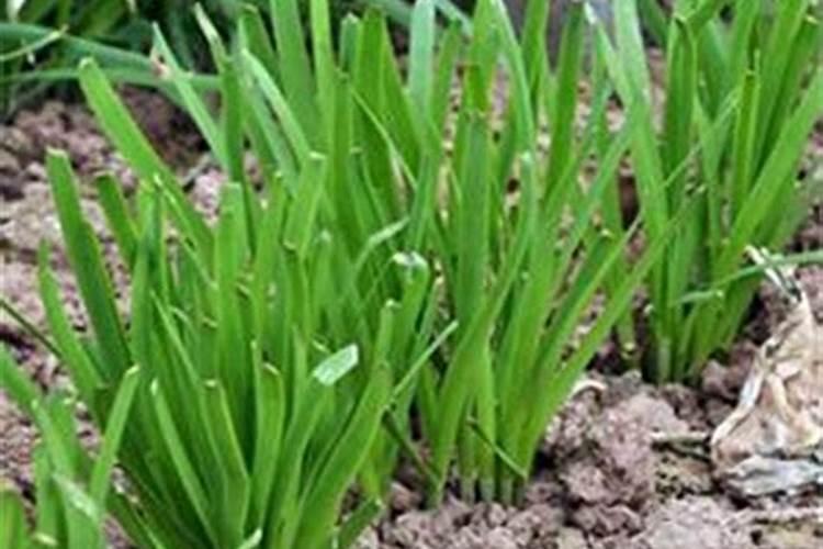 韭菜越冬施肥方法 有哪些给韭菜施肥的技巧