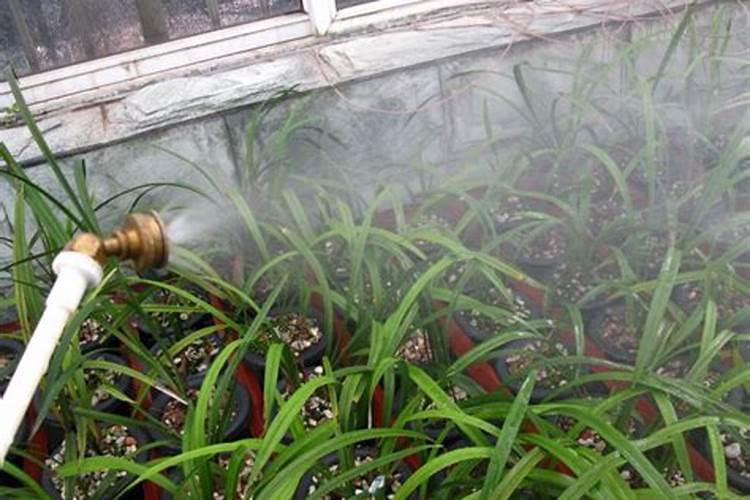 兰花开花后该怎么处理