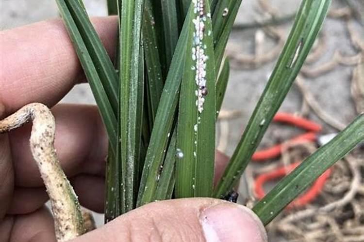 兰花喷什么叶面肥最好