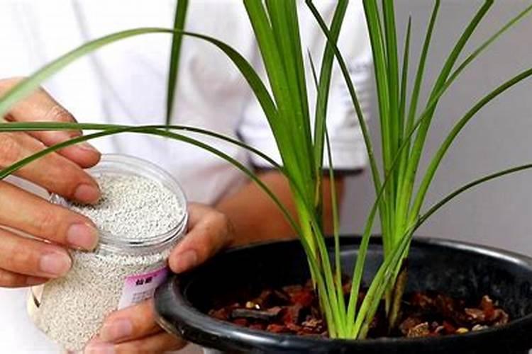 怎么养护兰花叶片不开裂还有质感