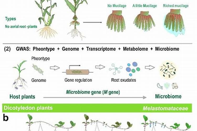 超过保质期芸苔素还能用吗
