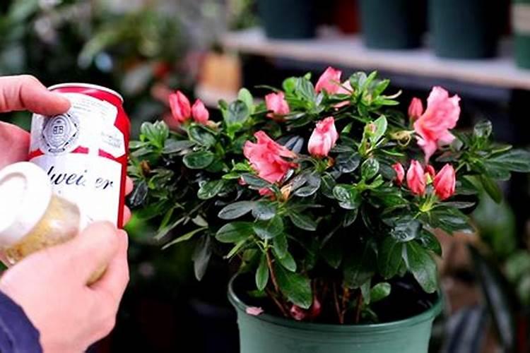 废油都能给哪些花用