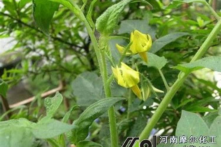 西红柿坐果期如何管理(种植西红柿中后期施肥方案)