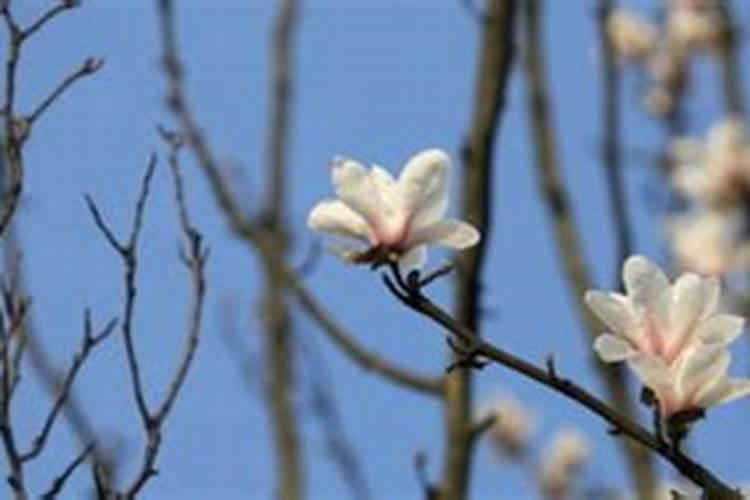 西红柿开花期能浇水吗