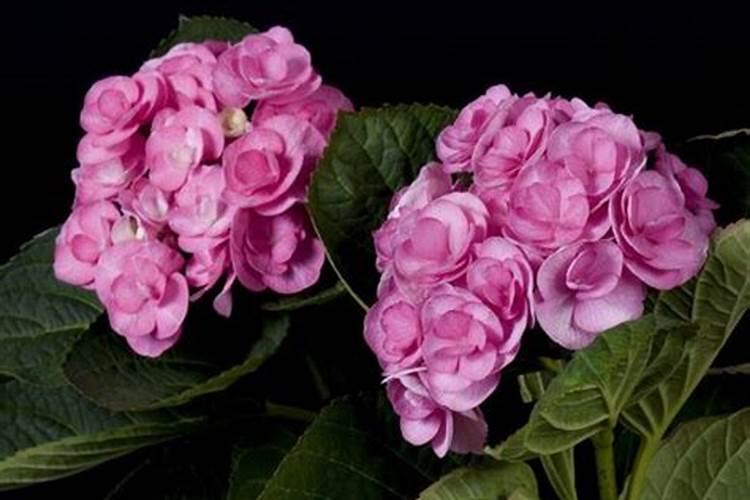 刚换盆的绣球小苗可以施水溶肥吗