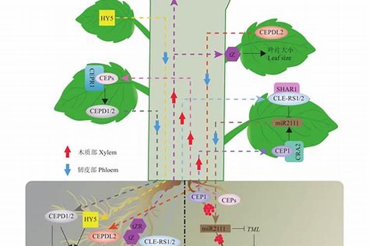 尿素是什么肥料种类 尿素和尿素液是一样的吗