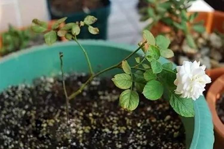 鱼蛋白自制配方比例