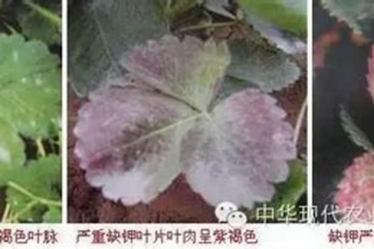 多肉熊童子怎么养肥