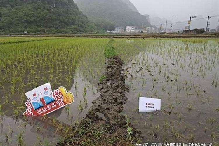 怎么把多肉植物养得又大又肥呢