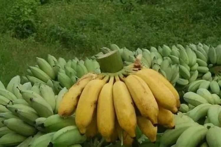 大樱桃几月份 灌多效唑最佳？