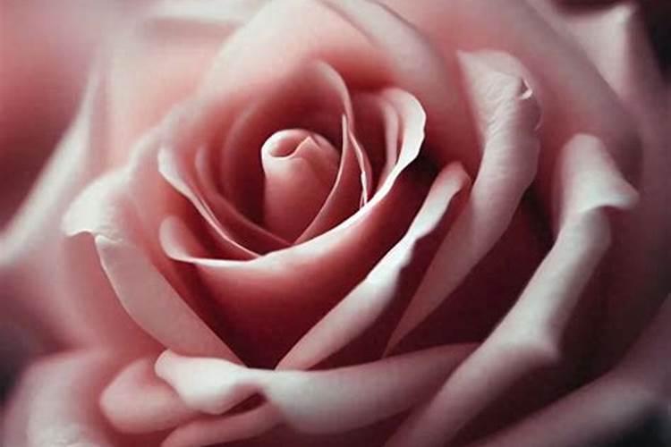 水培植物施什么肥料