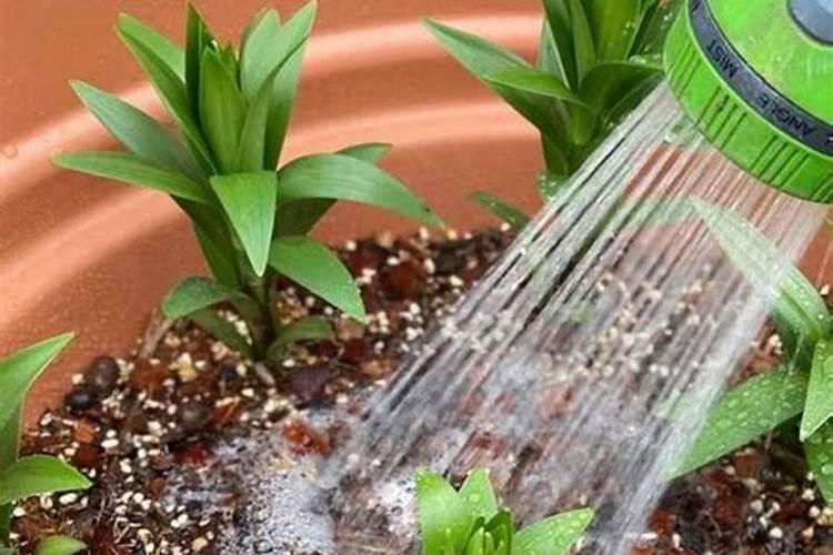 硝态氮肥的特点