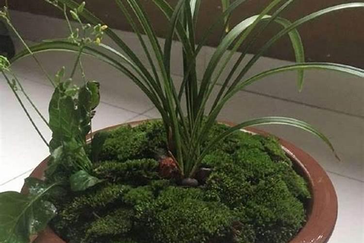 梨树施肥距离树多远