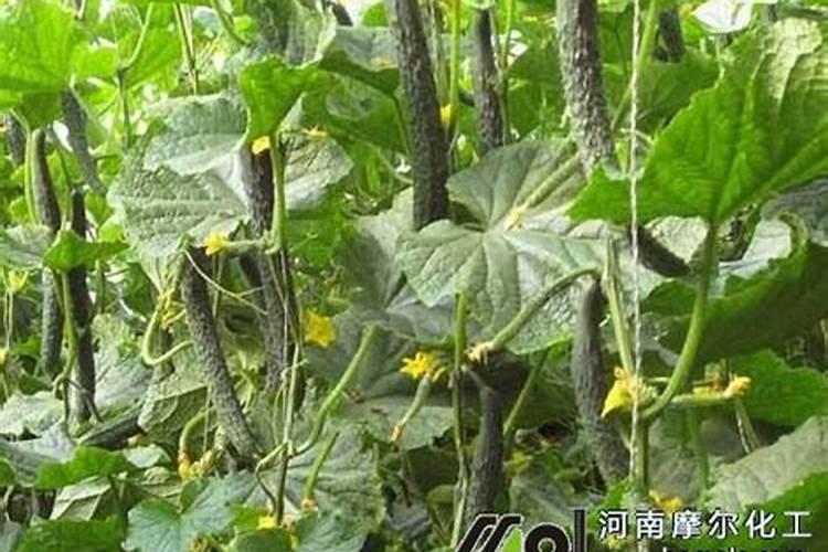 温室黄瓜使用什么水溶肥提高产量？